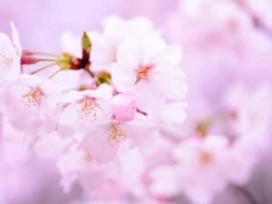 横浜のお花見で自律神経を整える！桜の癒やし効果と春の寒暖差対策
